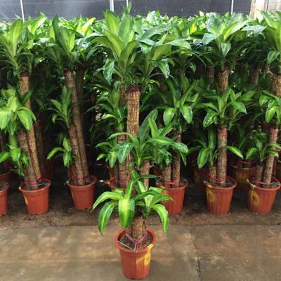 重庆植物租摆、植物销售、园林绿化设计及养护管理