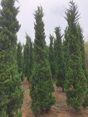 安徽滁州常青园林绿化苗木基地 科学管理与绿色发展的实践典范