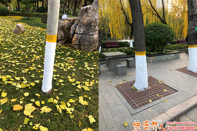 科学涂白，守护绿化——树木涂白的最佳时间与绿化管理要点