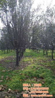 海棠树绿化管理 从选种到养护的全面指南