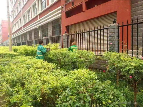 城管在行动 长安区城管局绿化管护队精细管护打造精品绿化城区