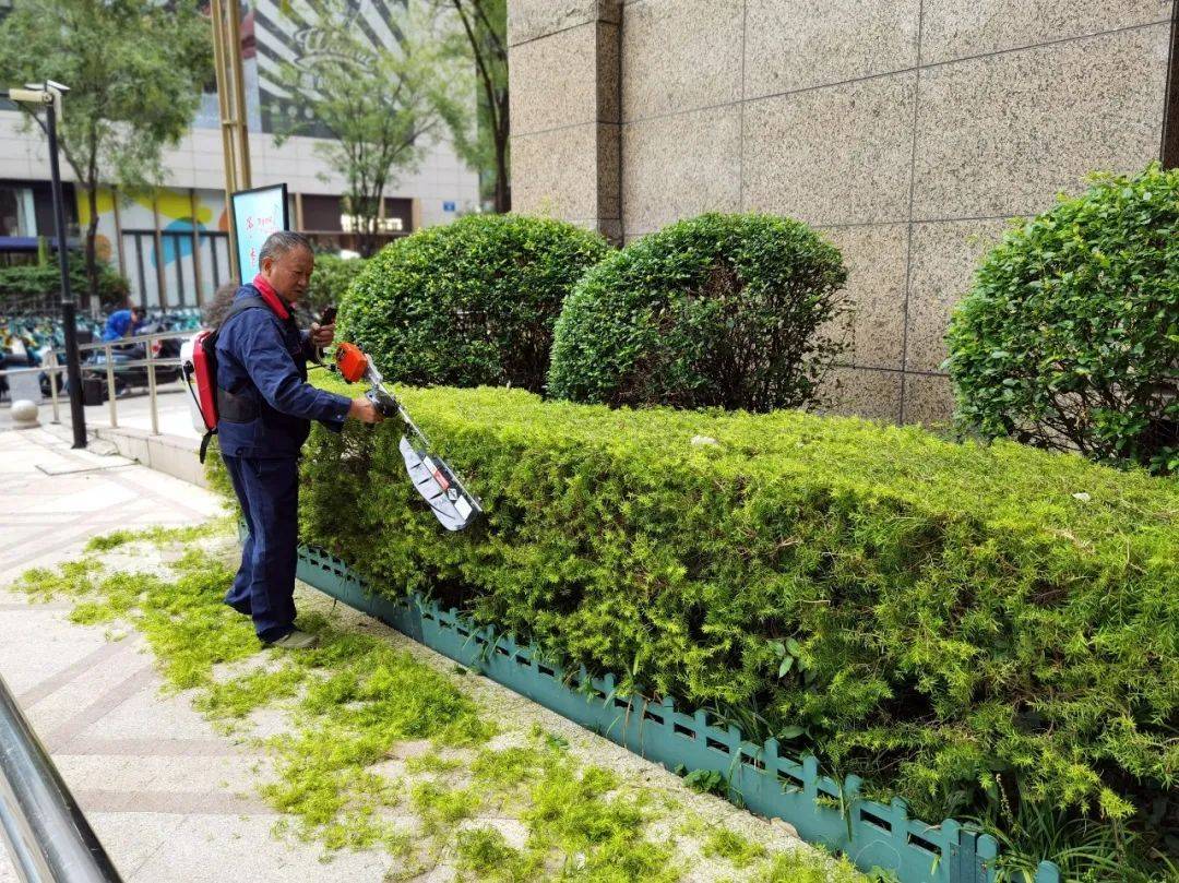 绿化修剪作业 园林维护的重要环节