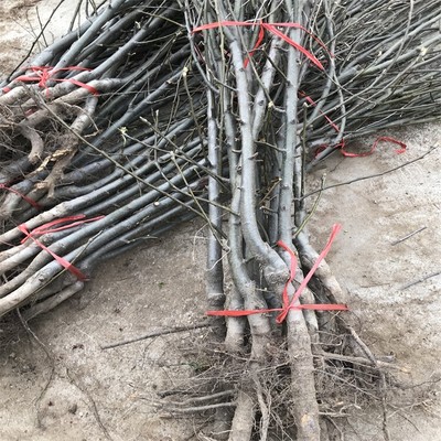 山东盛旺园艺场 优质秋月梨树苗种植、批发与绿化管理服务