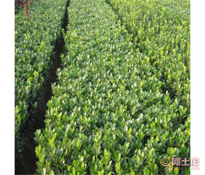 成骏园艺场一级工程绿化冬青规格齐全易管理