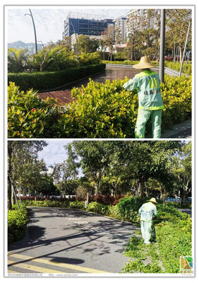 深圳湾休闲带园区绿化管养工作情况汇总（12月1日-12月10日）